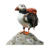 Papageitaucher