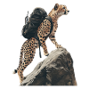 Gepard