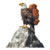 Adler