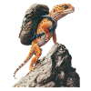 Leopardgecko
