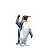 Pingouin Proteste Résistance Taxes