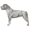 Staffordshire Bull Terrier