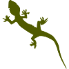 gecko