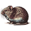 Vole