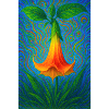 Angel's trumpet