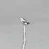 Kackvogel