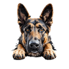 Loyal German Shepherd View