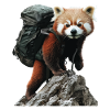 Roter Panda