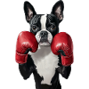 Boston Terrier