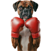 Boxer