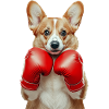 Corgi