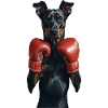 Dobermann