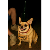 Der Pumpui Hund