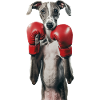 Whippet