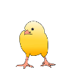 Chick