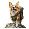 Corgi