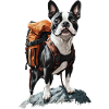 Boston Terrier
