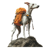 Whippet