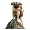 Mops