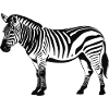 Zebra - Cute Zoo Animal Design