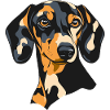 Dachshund