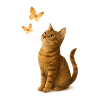 Curious cat with butterflies