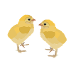 Kiki and Koko, the chicks