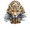 Gepard am Wasser