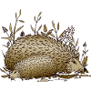 Hedgehogs