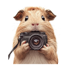 Meerschweinchen