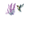 Aquarelle Colibri Nectar de Lavande