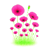 Neon Klatschmohn - Neon-Mohnblumen