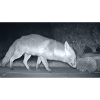 Night Fox Hedgehog Encounter