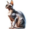 Chat Sphynx