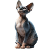 Sphynxkatze Chat Sphynx