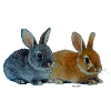 Lapins - Pâques