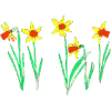 Daffodils