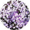 Blauteppich