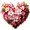 Blumen,pink, herz,sakura, kirschblüte,Blumenherz
