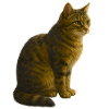 Seated, tabby cat