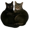 Two cats cuddling