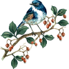 Bunter Vogel