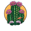 Blooming cactus in sunset