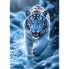 White tiger runs through stream