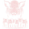 Domestic pig