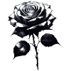 rose sketch