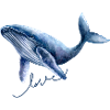 Whale Love Blue Whale Illustration