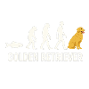 Evolution du Golden Retriever