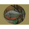 Piranha