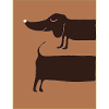 Dachshund dog at night